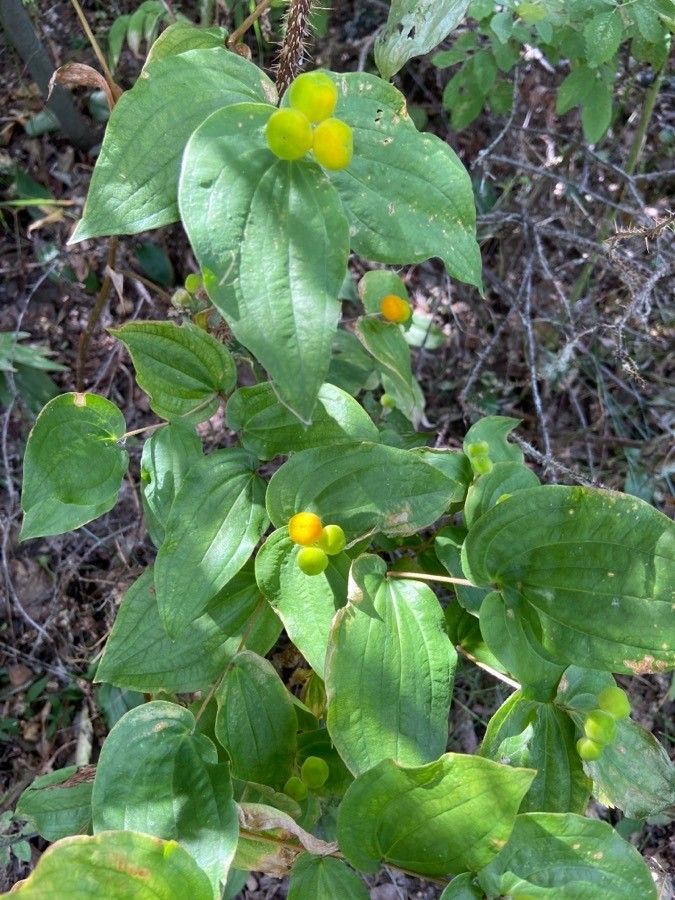 Prosartes trachycarpa — search result for 'western Canada'