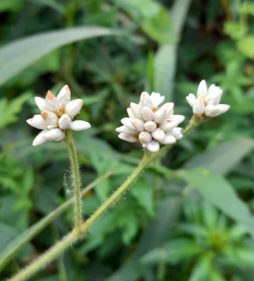 Polygonum stelligerum flower