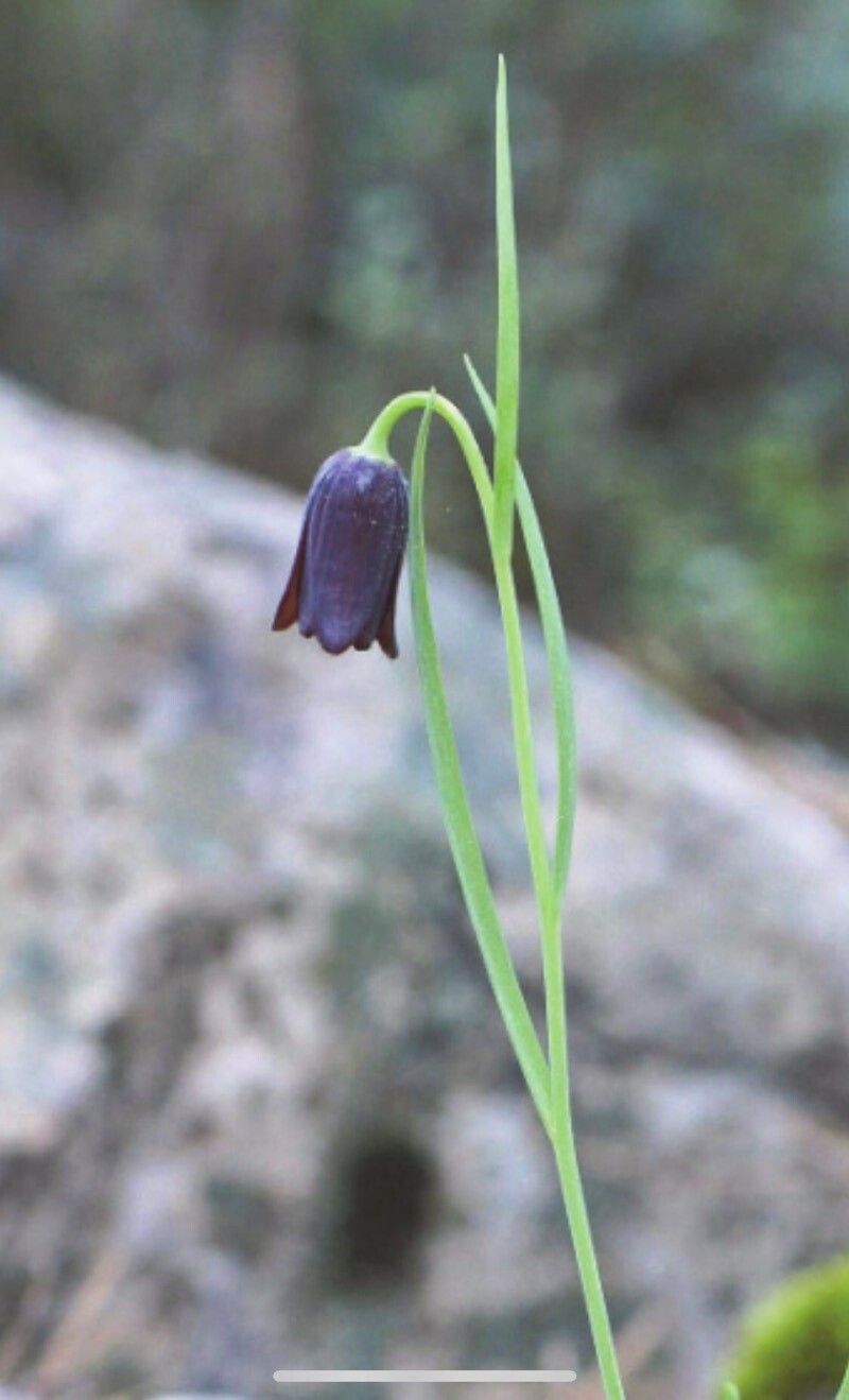 Fritillaria asumaniae — search result for 'Fritillaria'