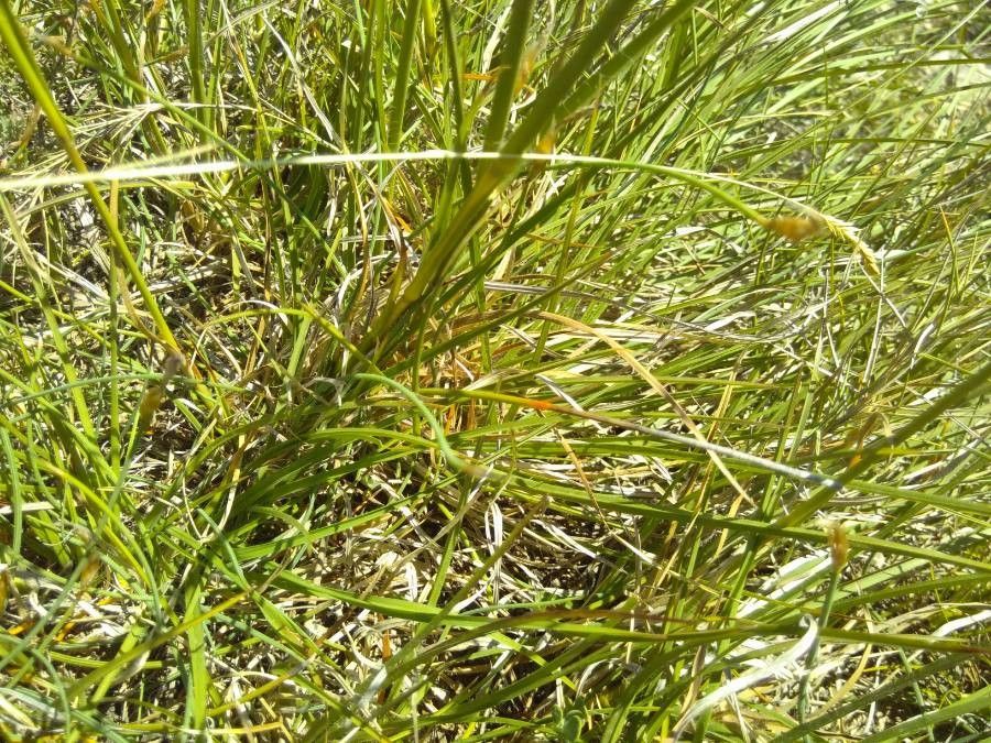 Chrysopogon gryllus — related species from the same genus