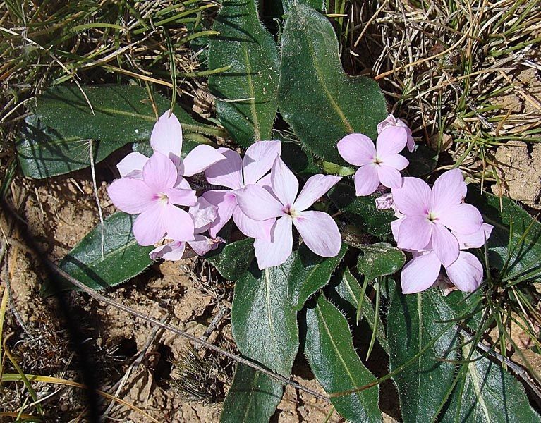 Stenandrium dulce habit