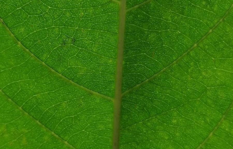 Casearia laetioides leaf