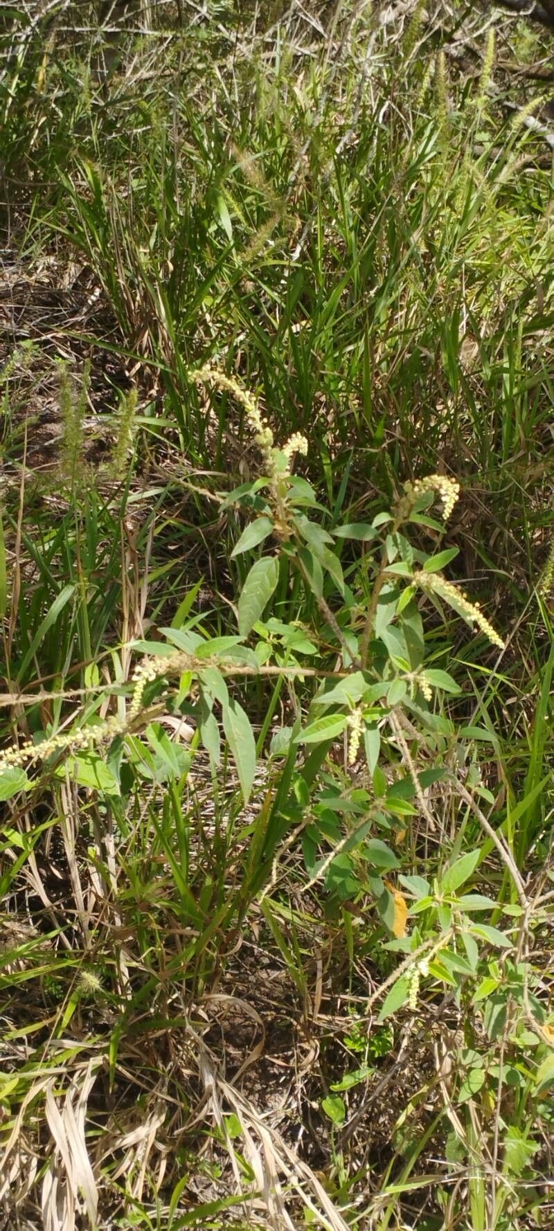 Croton heliotropiifolius leaf