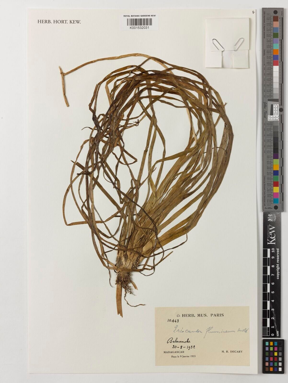 Eriocaulon flumineum — houseplant care guide