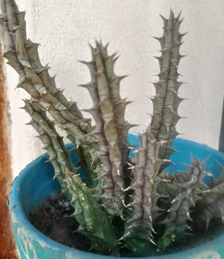 Huernia penzigii bark