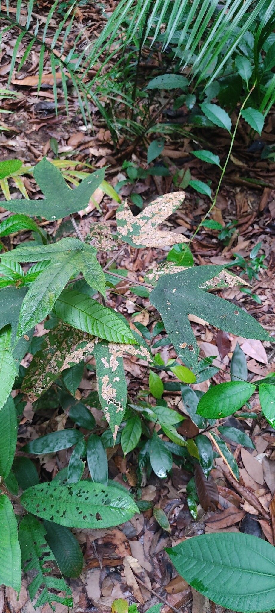 Cecropia ulei — search result for 'Cecropia'
