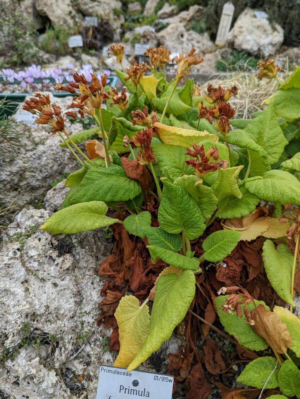 Primula forrestii habit