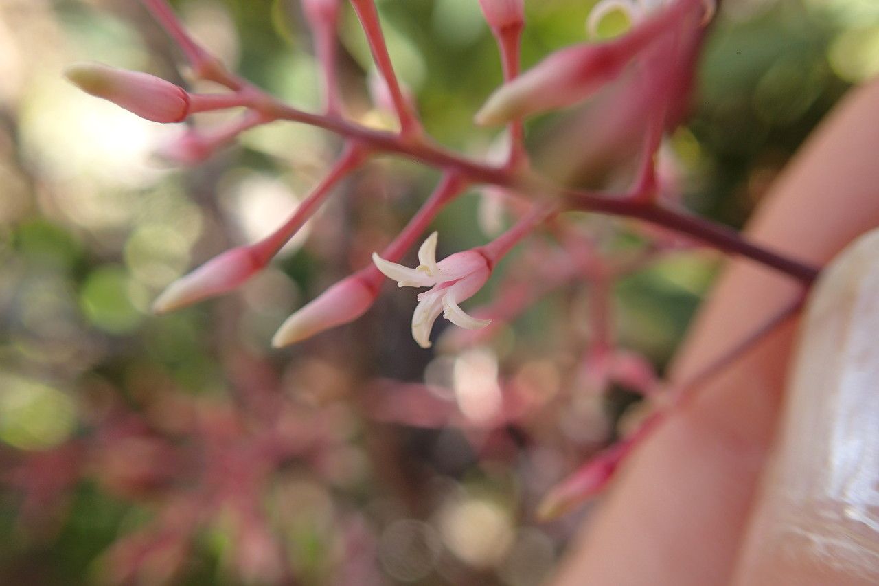 Beauprea gracilis — houseplant care guide