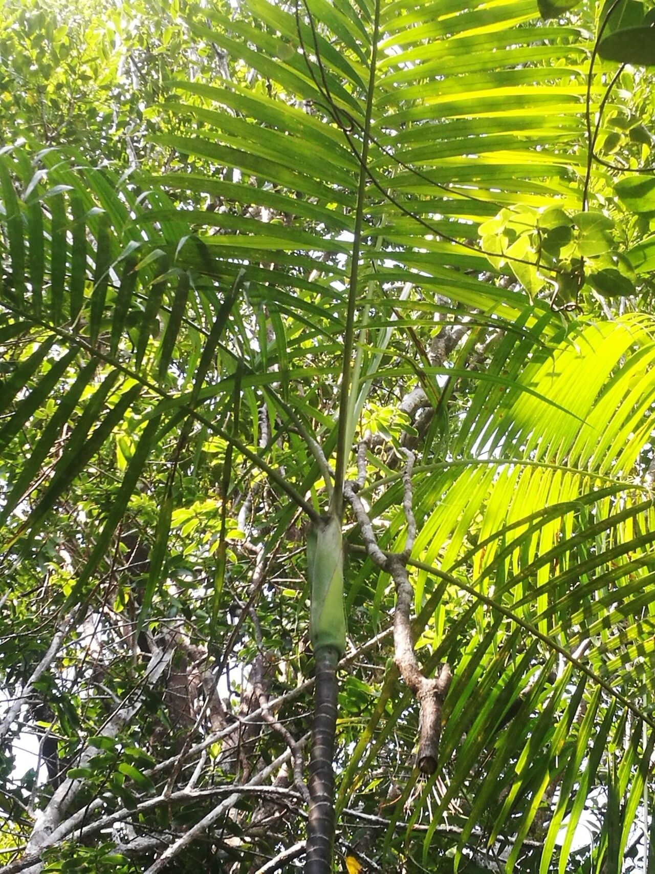Dypsis psammophila leaf