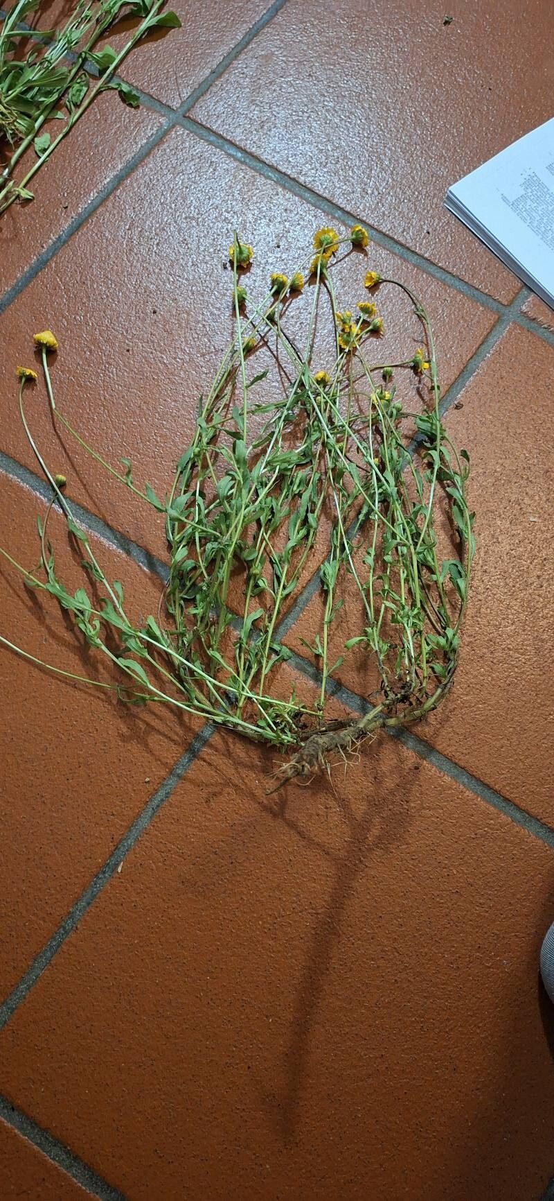 Chrysanthemum myconis habit