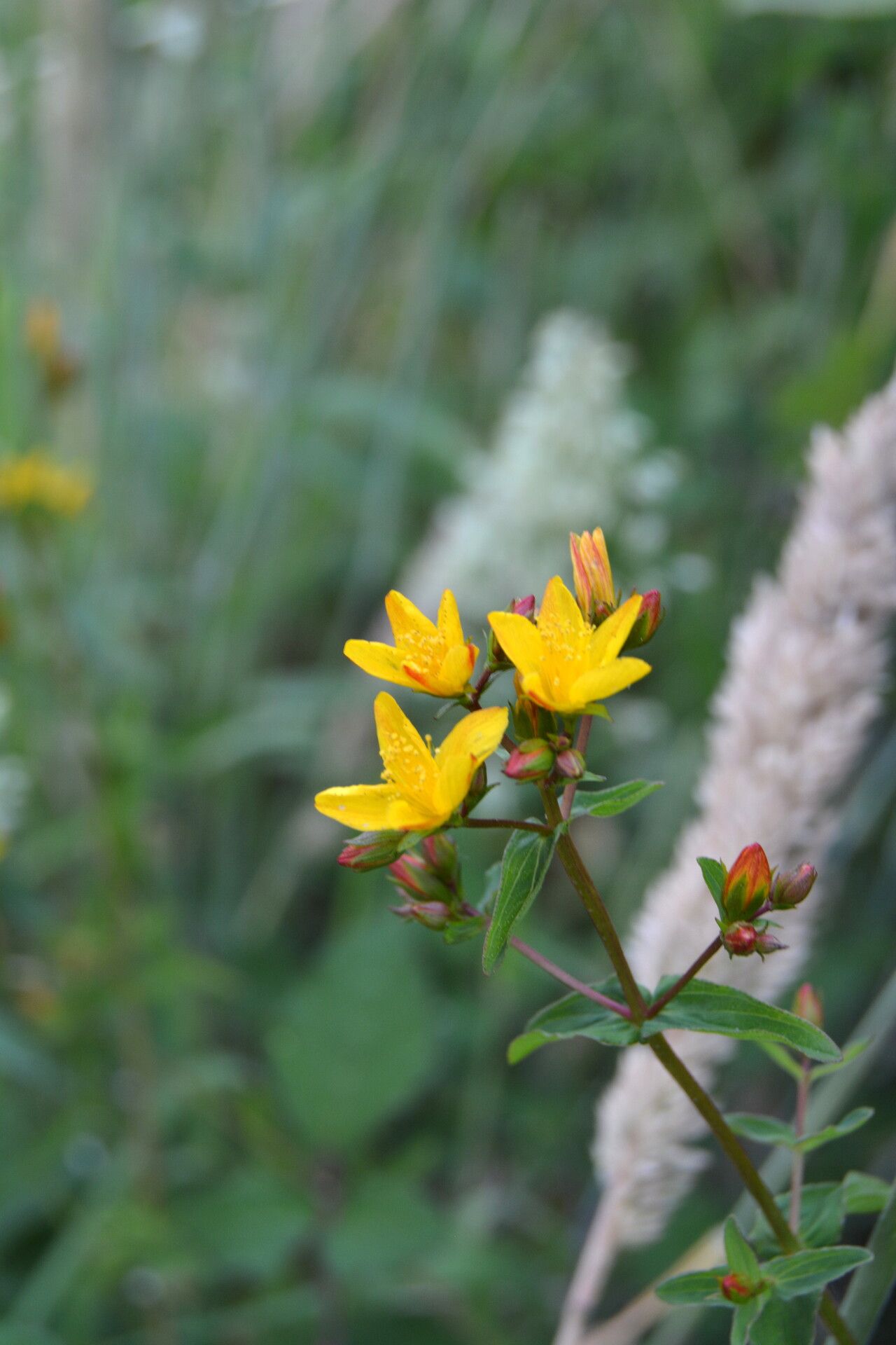 Hypericum undulatum flower