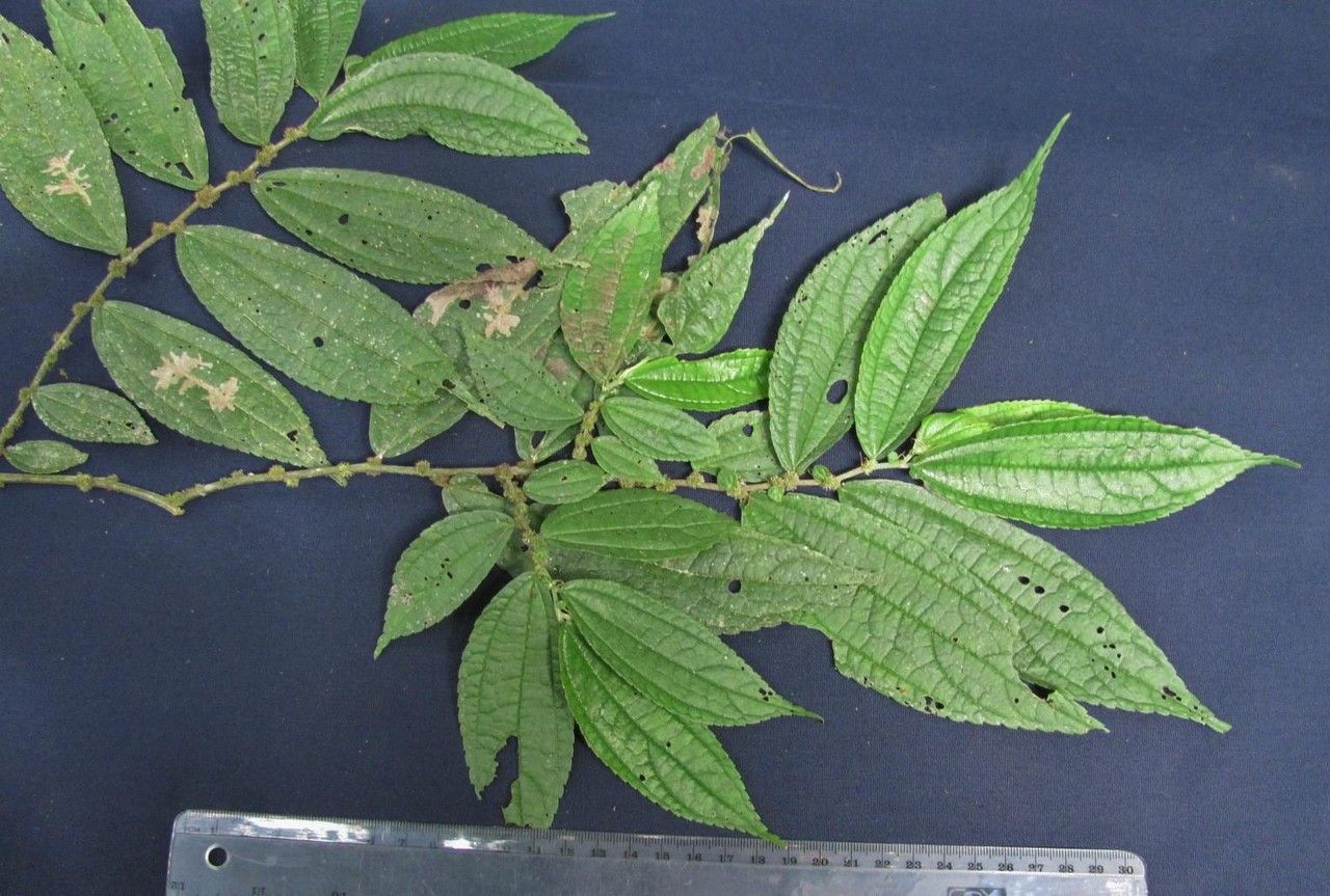 Boehmeria ulmifolia other