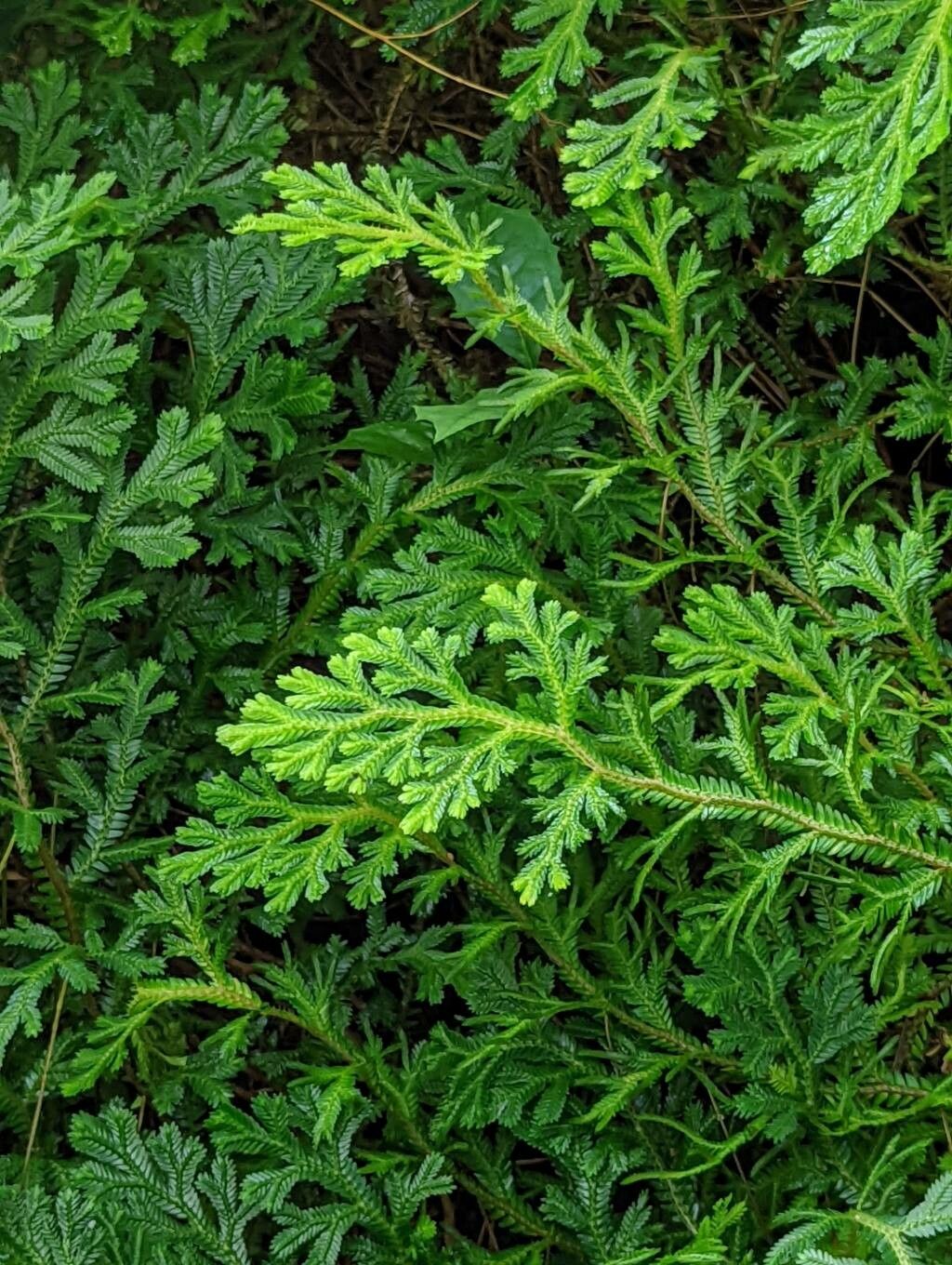 Selaginella fissidentoides — search result for 'Selaginella'