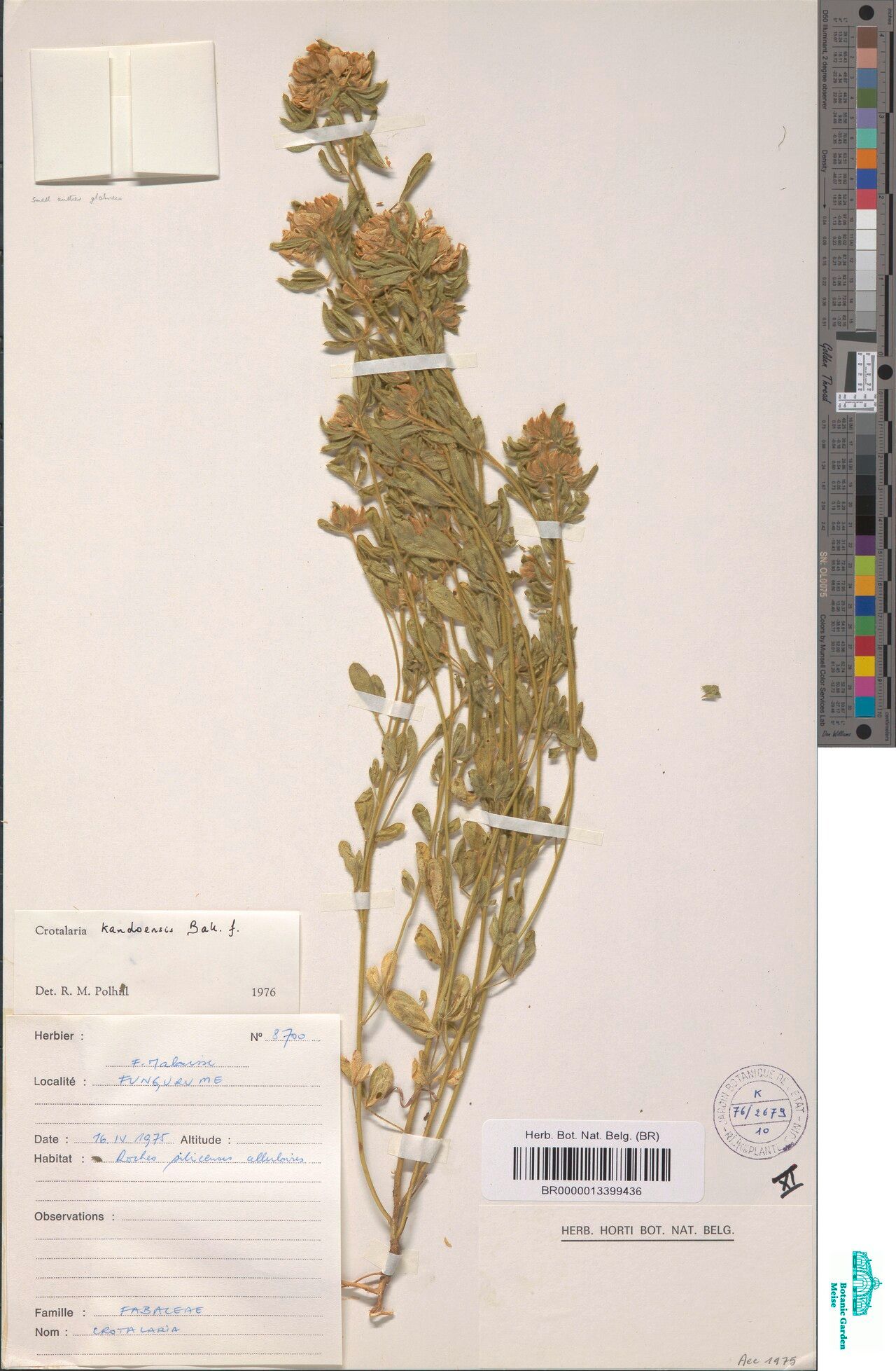 Crotalaria kandoensis — houseplant care guide