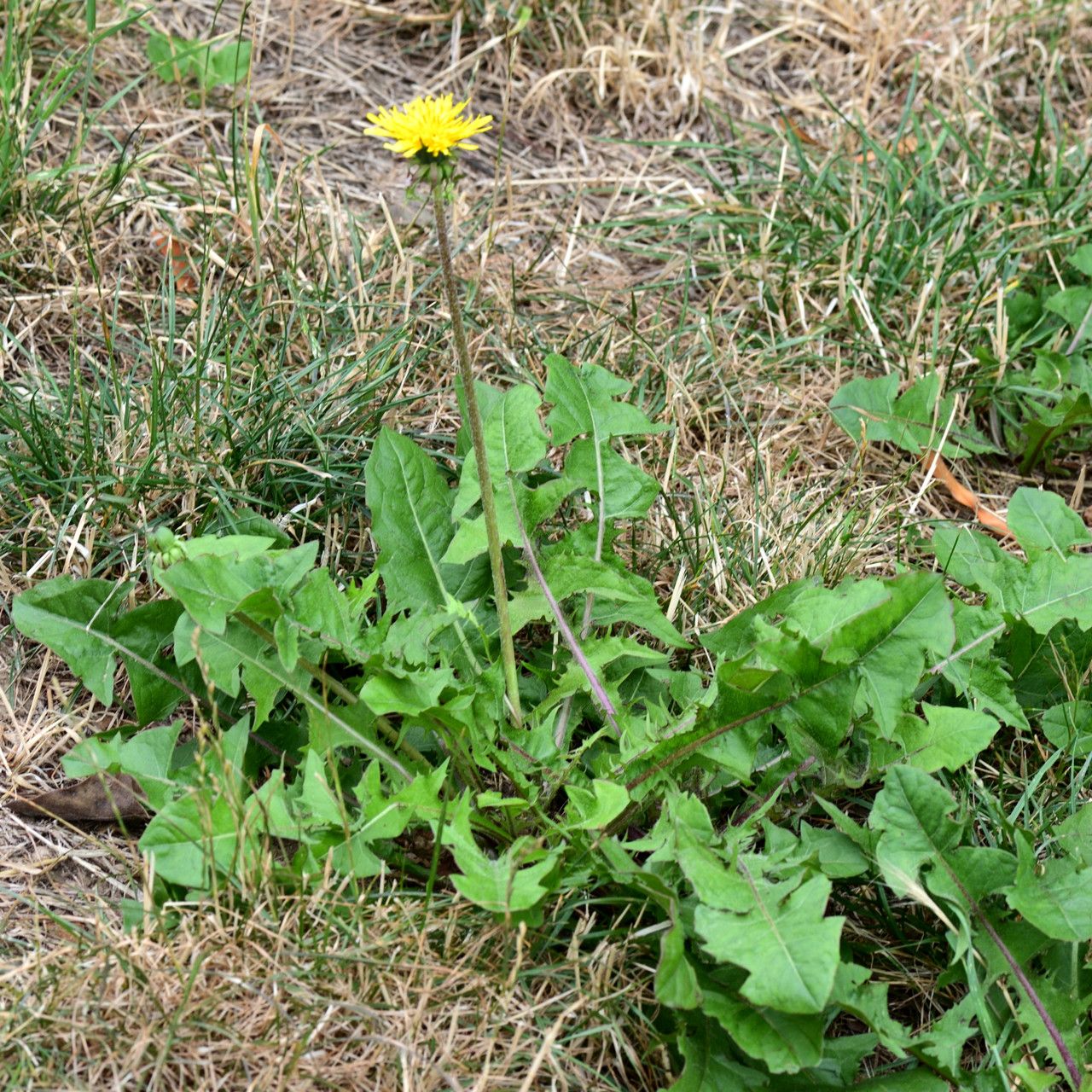 Taraxacum mediterraneum leaf
