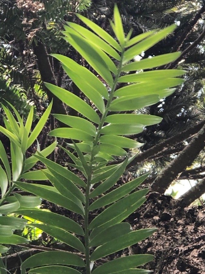 Araucaria hunsteinii leaf