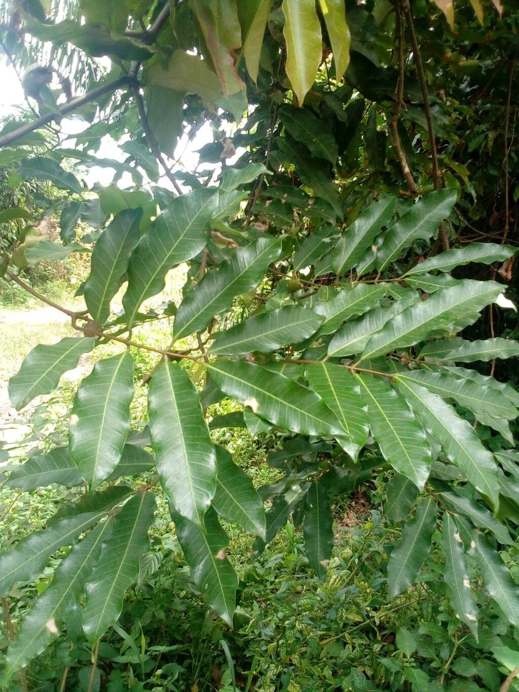 Landolphia dewevrei — houseplant care guide