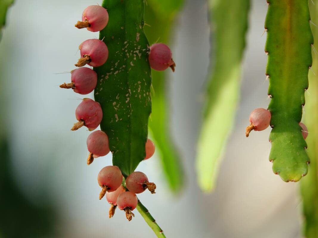 Rhipsalis monacantha fruit