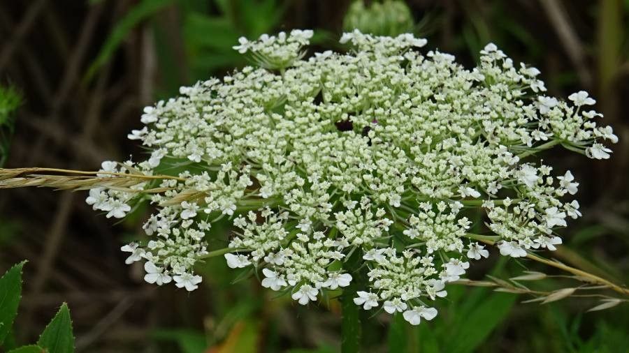Pimpinella peregrina flower