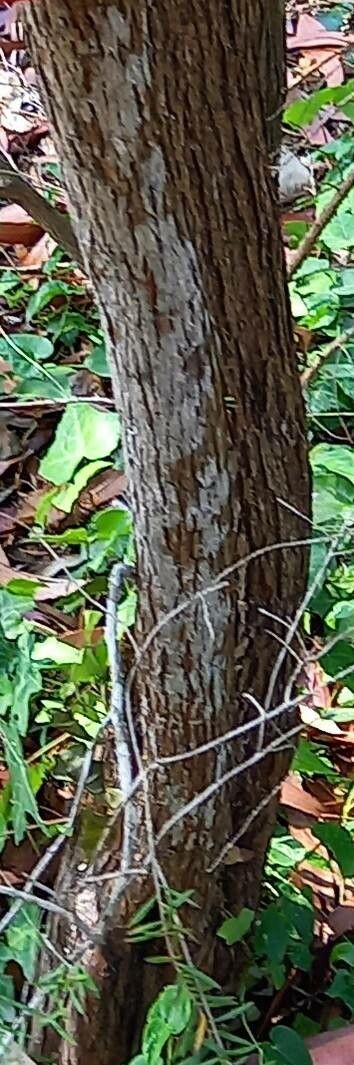 Sannantha virgata bark