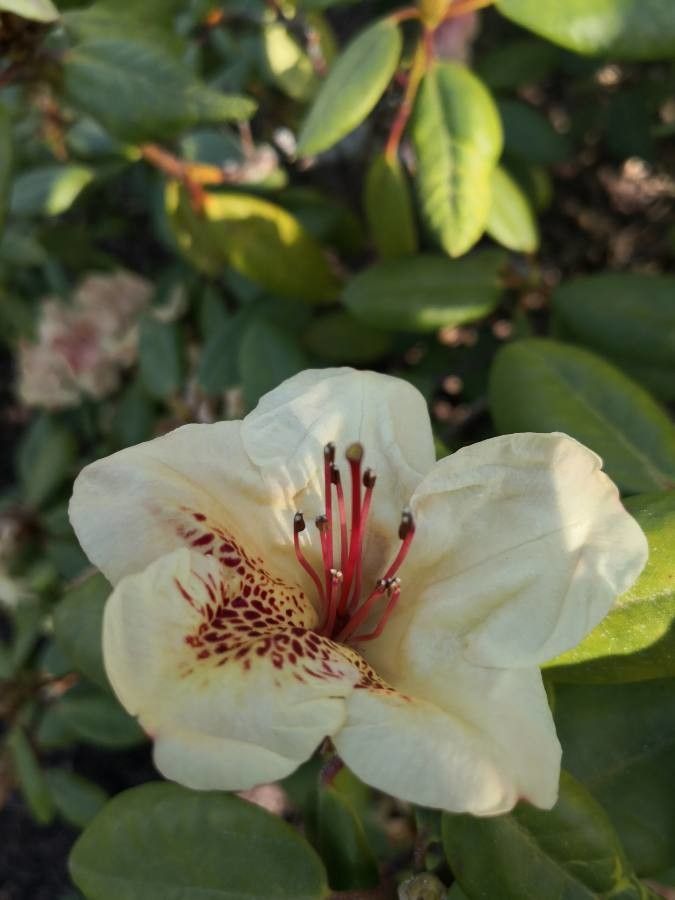 Rhododendron campylocarpum flower