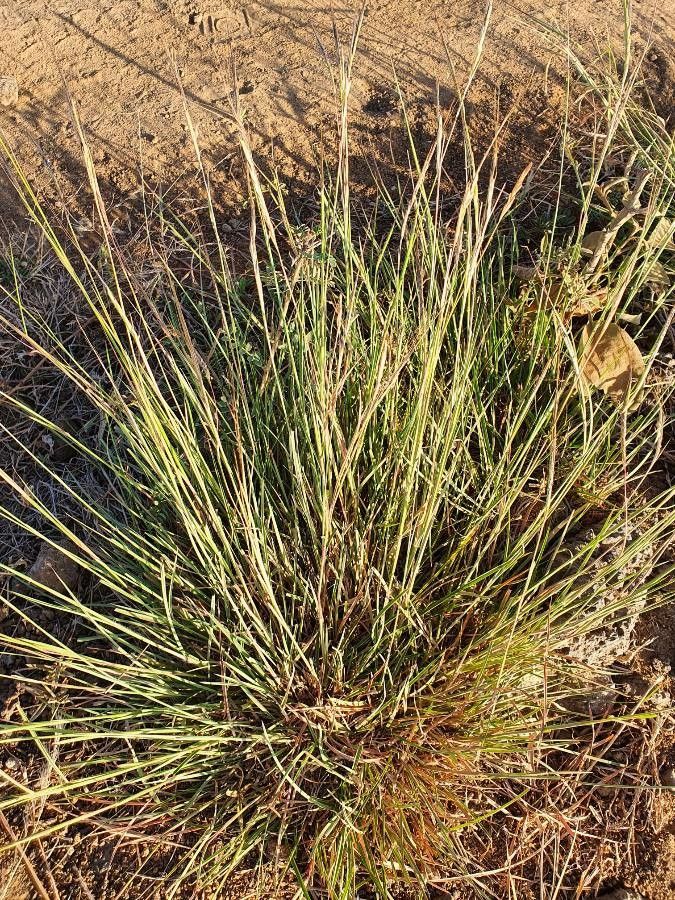 Heteropogon contortus — search result for 'Poaceae'