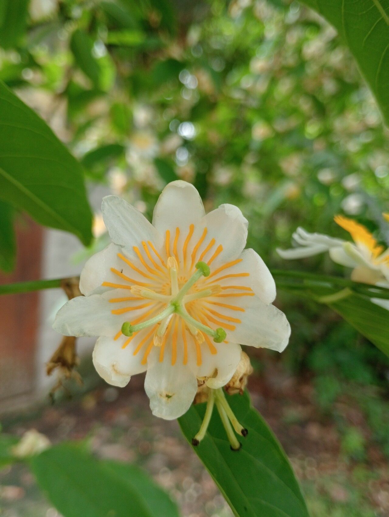 Passiflora sphaerocarpa — houseplant care guide