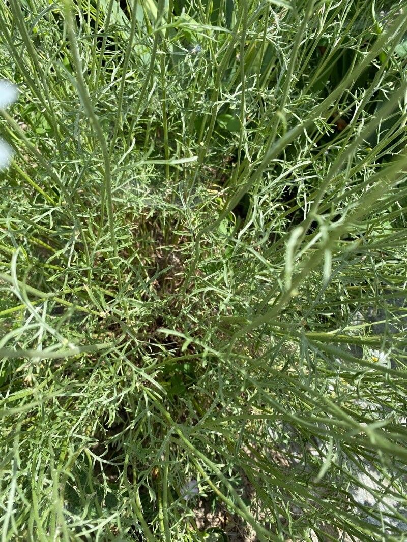 Tanacetum cinerariifolium