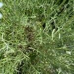 Tanacetum cinerariifolium