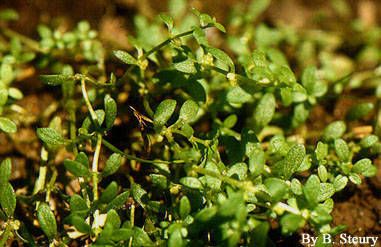 Callitriche terrestris habit