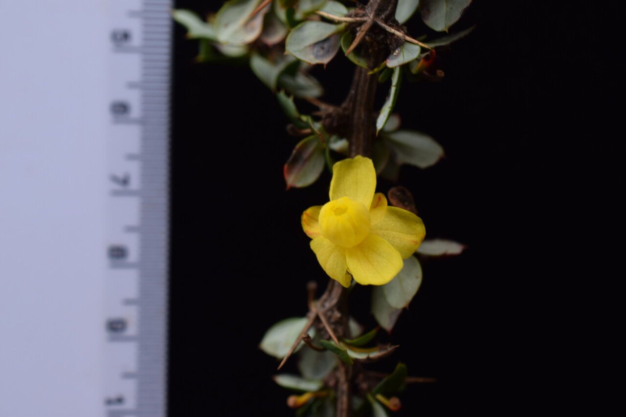 Berberis concinna other