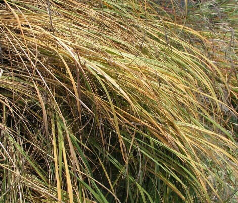 Sporobolus pectinatus — houseplant care guide