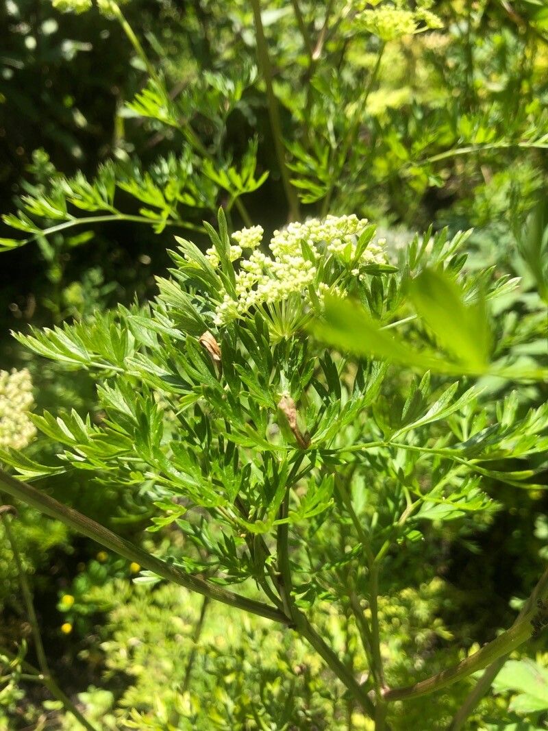 Katapsuxis silaifolia leaf