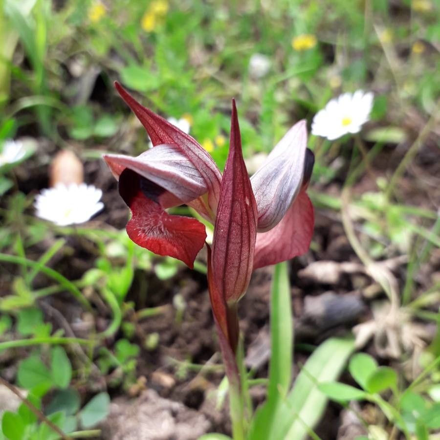 Serapias cordigera flower