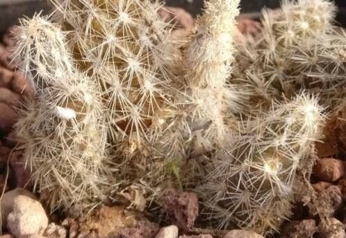 Pterocactus valentini — related species from the same genus