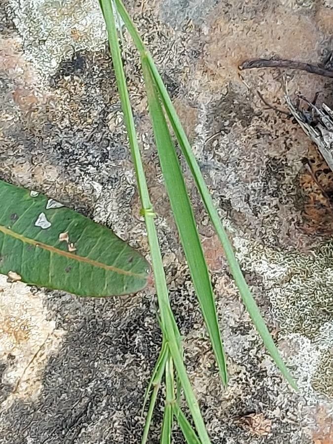 Lathyrus sphaericus leaf