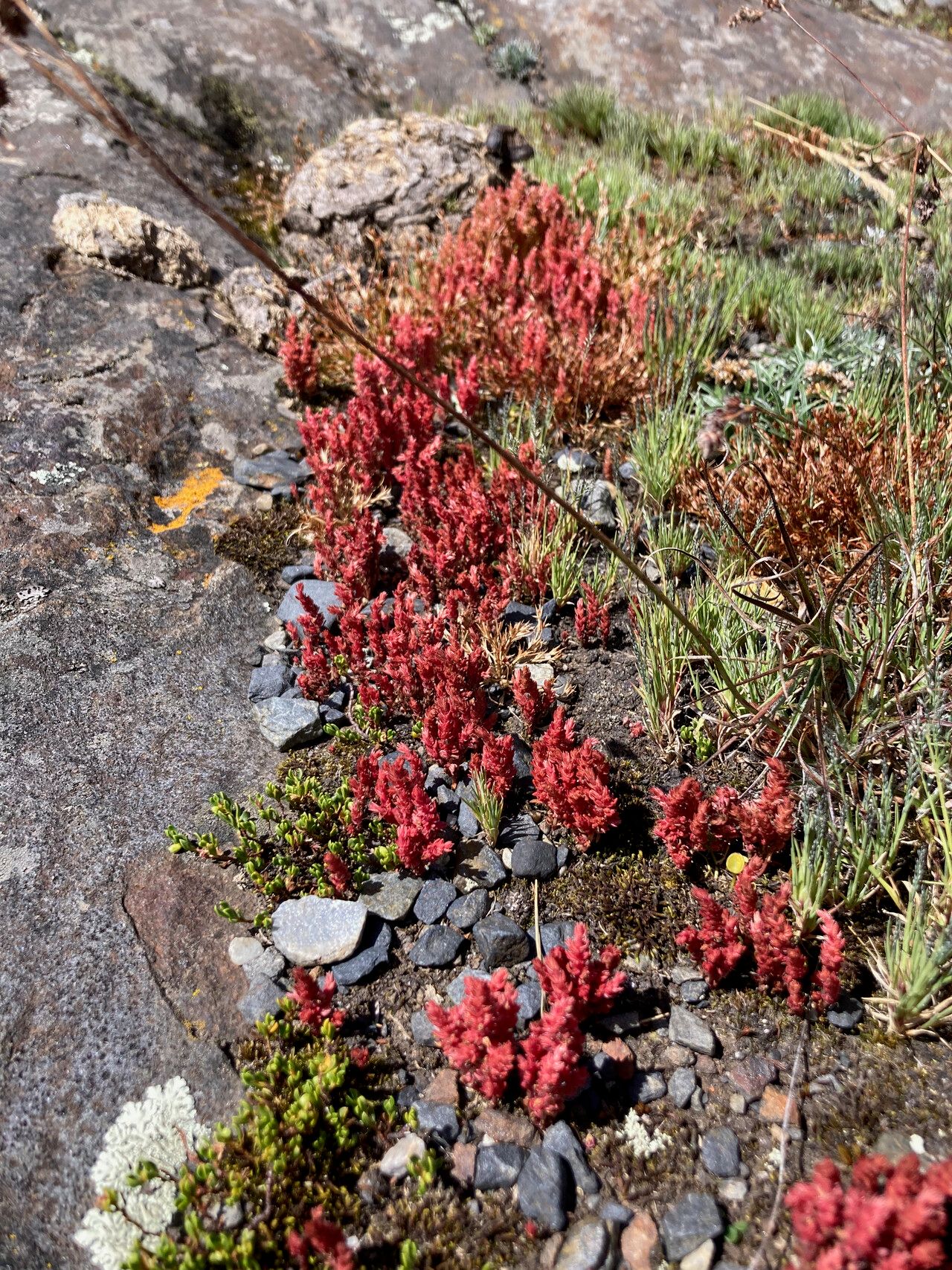 Crassula connata habit