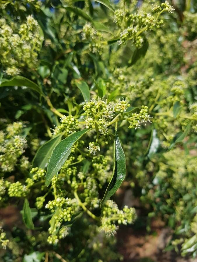 Heteropyxis natalensis — houseplant care guide