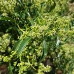 Heteropyxis natalensis