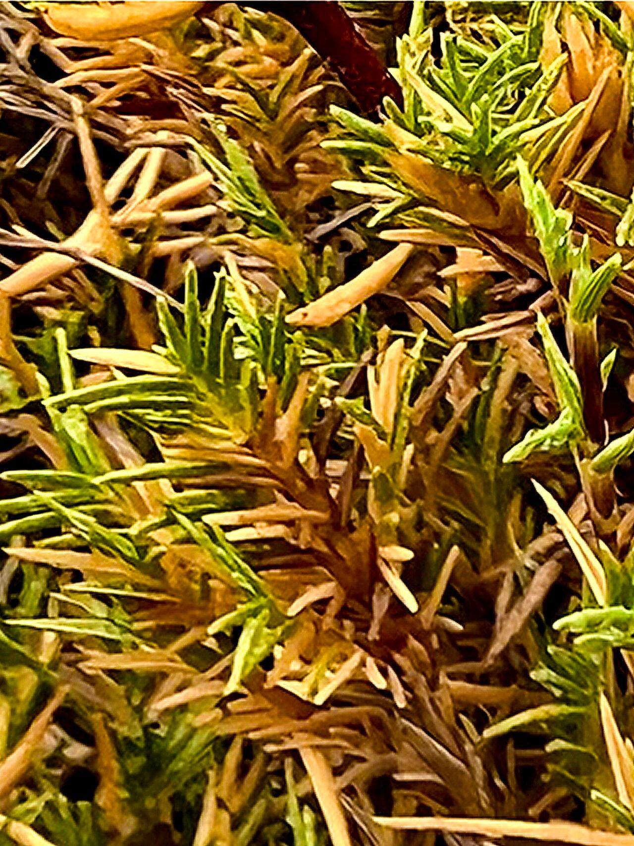 Distichlis littoralis — related species from the same genus