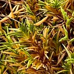 Distichlis littoralis