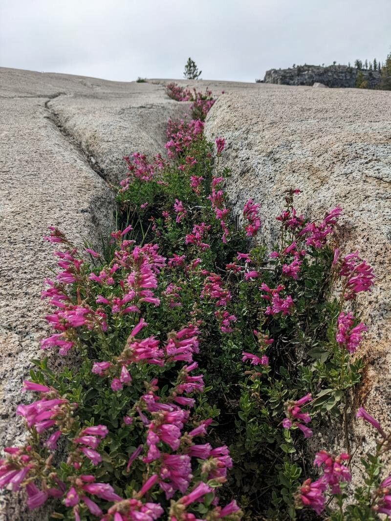 Penstemon newberryi flower