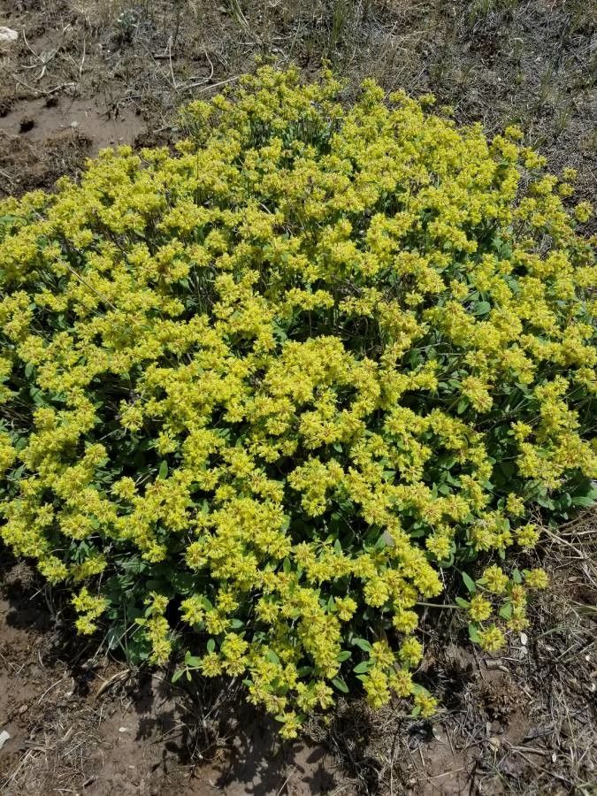 Eriogonum prattenianum flower