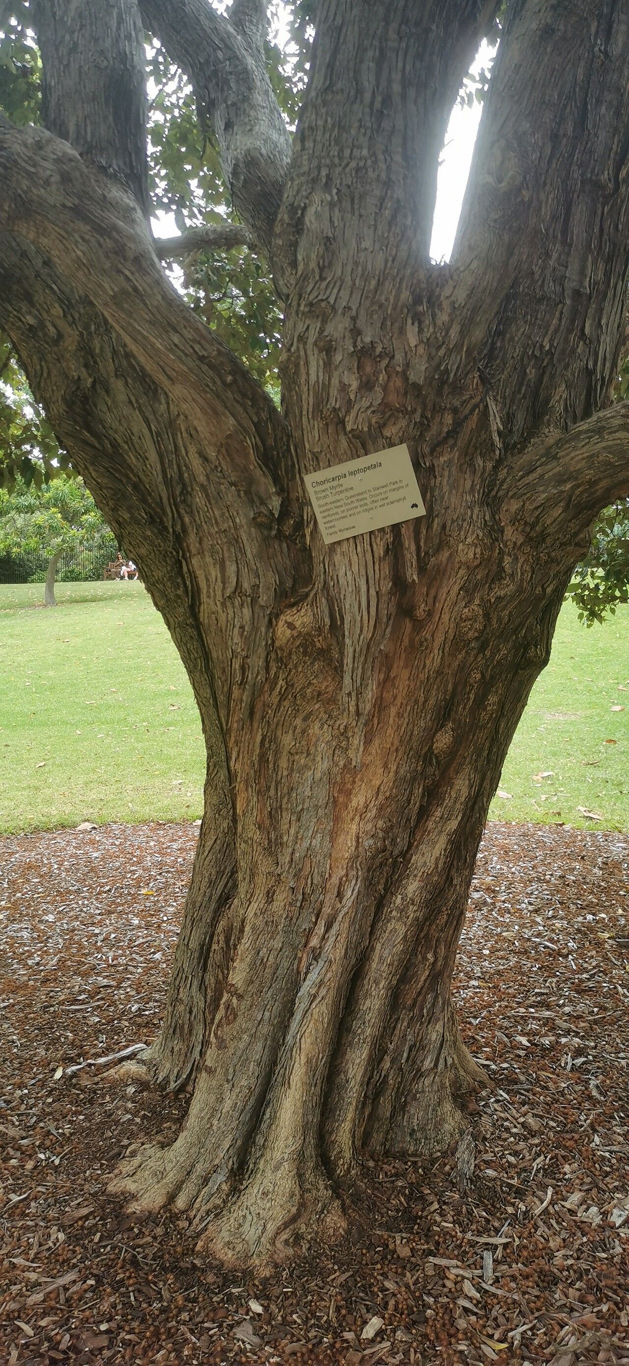 Backhousia leptopetala bark