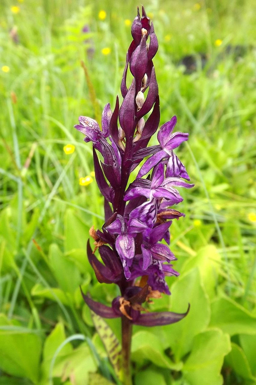 Dactylorhiza alpestris — related species from the same genus
