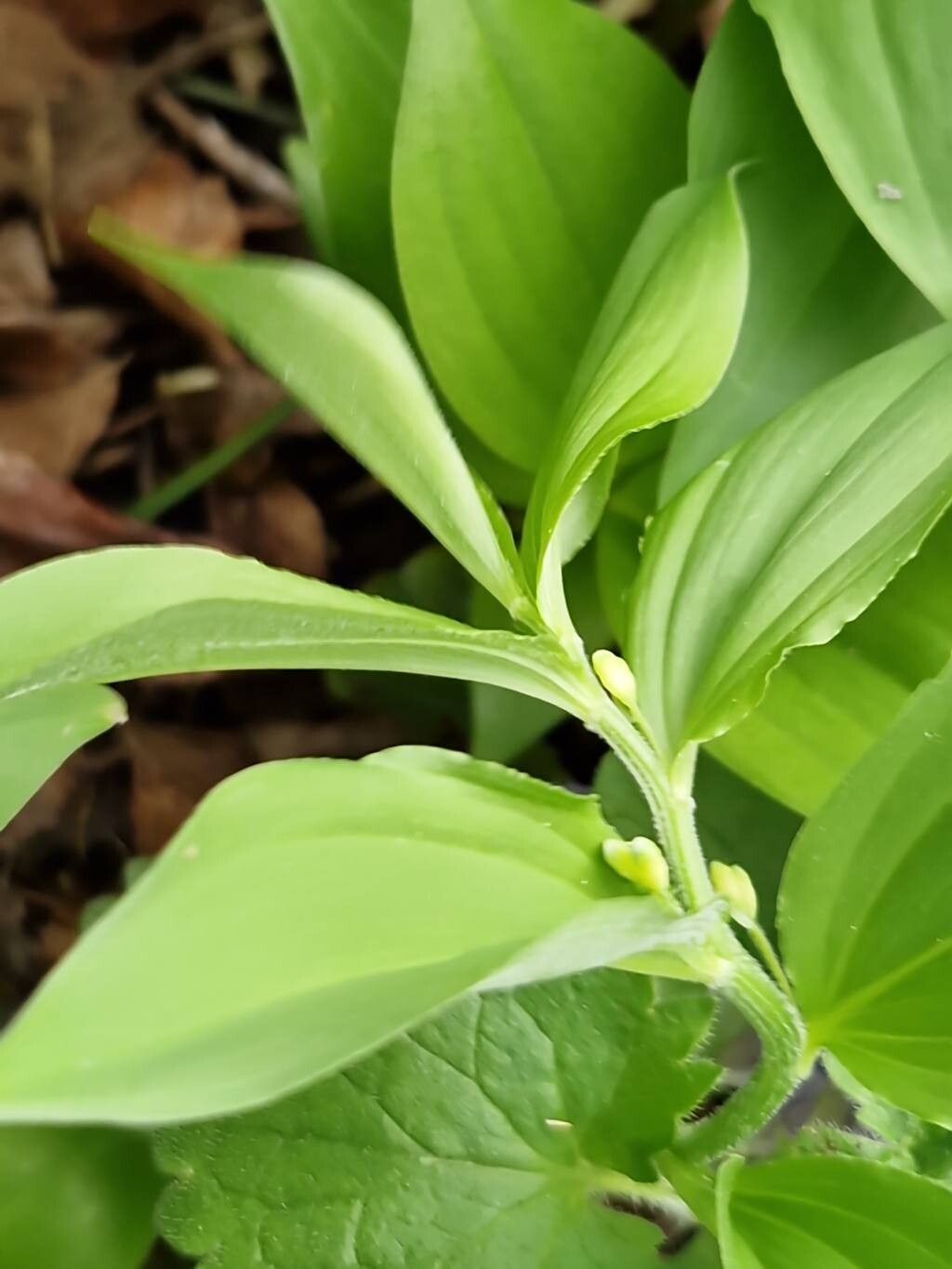 Polygonatum hirtellum flower