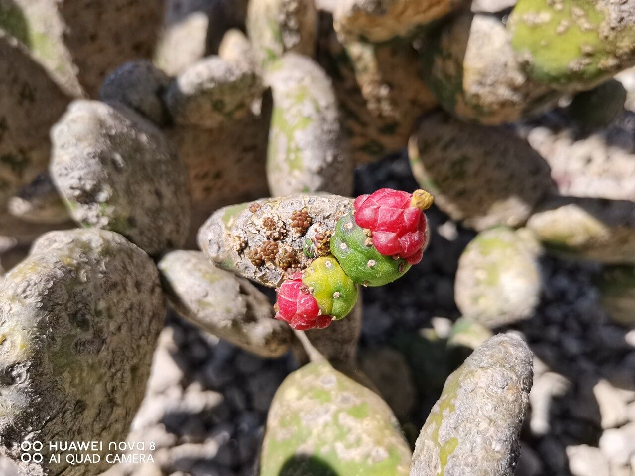 Tacinga inamoena fruit