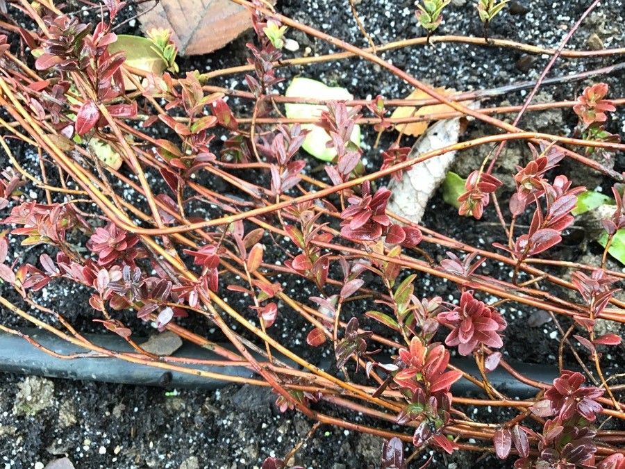 Vaccinium macrocarpon — search result for 'Vaccinium'