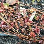 Vaccinium macrocarpon