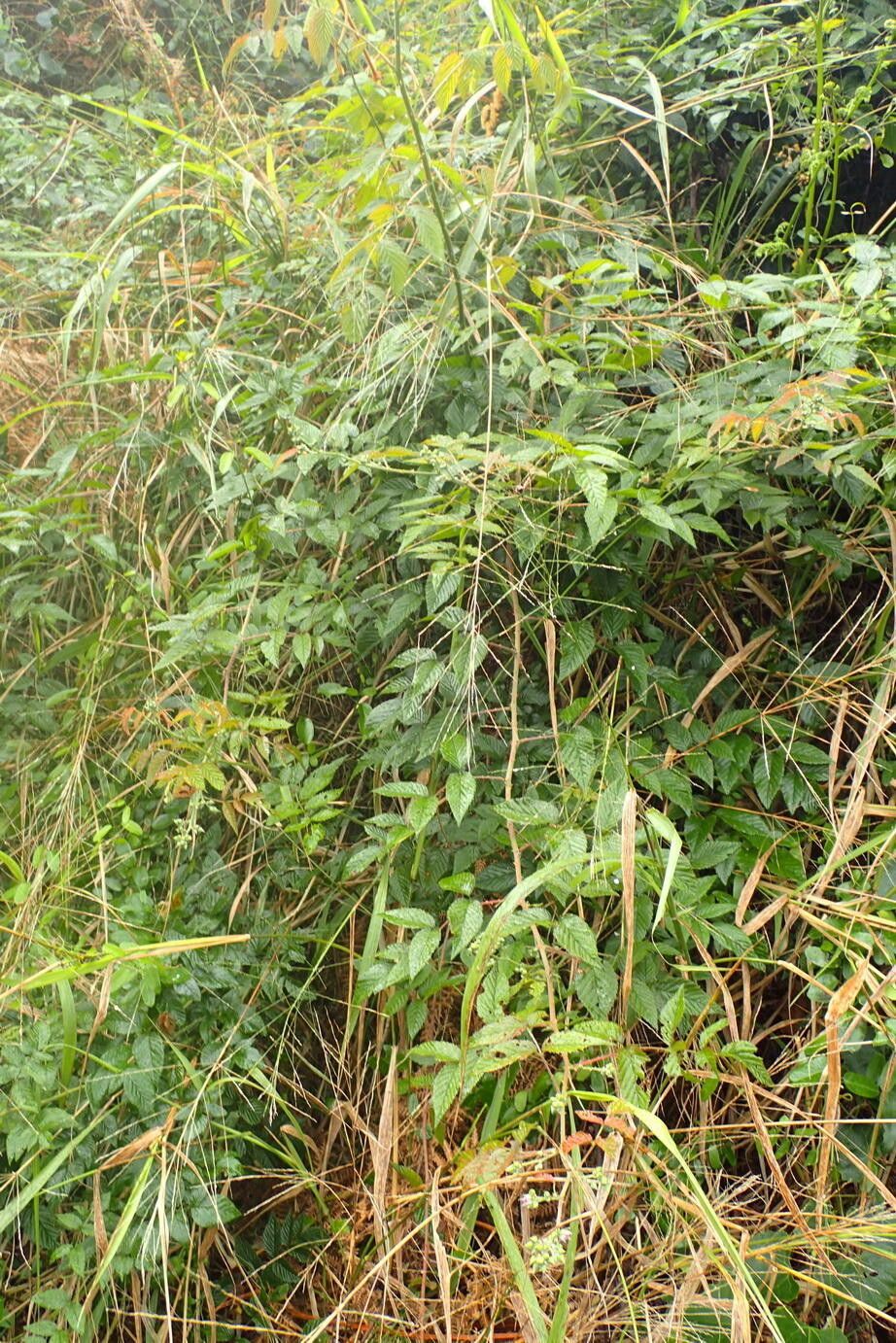 Rubus pinnatus habit